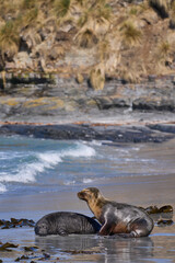 Southern Sea Lion (Otaria flavescens) abducting a Southern Elephant Seal pup (Mirounga leonina) on Sea Lion Island in the Falkland Islands.