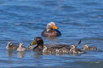 Falkland Steamer Duck (Tachyeres brachypterus) taking recently hatched chicks to sea from a sandy...