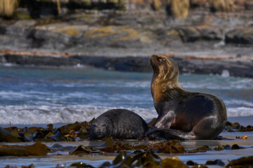 Southern Sea Lion (Otaria flavescens) abducting a Southern Elephant Seal pup (Mirounga leonina) on...