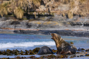 Southern Sea Lion (Otaria flavescens) abducting a Southern Elephant Seal pup (Mirounga leonina) on...