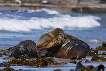 Southern Sea Lion (Otaria flavescens) abducting a Southern Elephant Seal pup (Mirounga leonina) on...