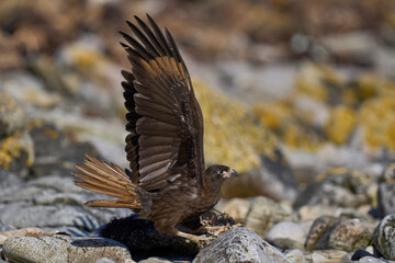 Striated Caracara (Phalcoboenus australis) landing on Carcass Island in the Falkland Islands.