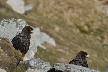 Pair of Striated Caracara (Phalcoboenus australis) on Carcass Island in the Falkland Islands.