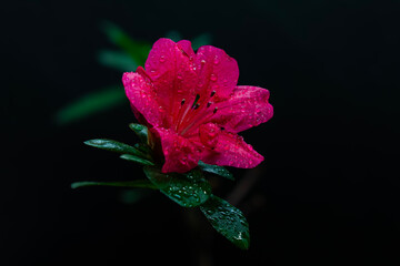 Różowa azalia z kroplami rosy