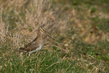 Fototapeta premium Magellanic Snipe (Gallinago paraguaiae magellanica) looking for food on Carcass Island in the Falkland Islands.