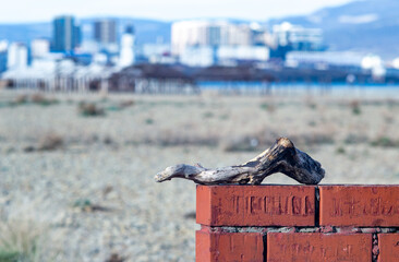 pigeon on a fence