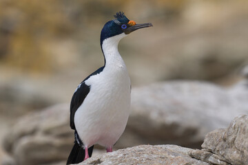 Fototapeta premium Imperial Shag (Phalacrocorax atriceps albiventer) on the coast of Carcass Island in the Falkland Islands