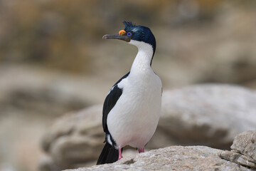 Naklejka premium Imperial Shag (Phalacrocorax atriceps albiventer) on the coast of Carcass Island in the Falkland Islands