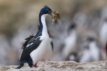 Imperial Shag (Phalacrocorax atriceps albiventer) carrying vegetation for use as nesting material...