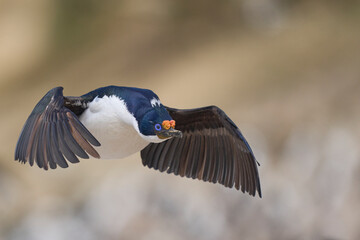Imperial Shag (Phalacrocorax atriceps albiventer) flying over the coast of Carcass Island on the...