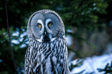 Close Up of Owl Perched on Tree Branch