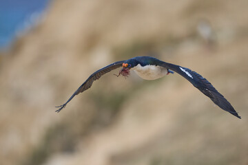 Imperial Shag (Phalacrocorax atriceps albiventer) flying over the coast of Carcass Island on the...