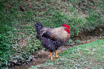 Bielefeld Kennhuh. Galinha. Frango doméstico