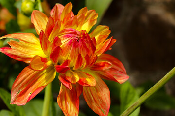 Fototapeta premium orange lily flower