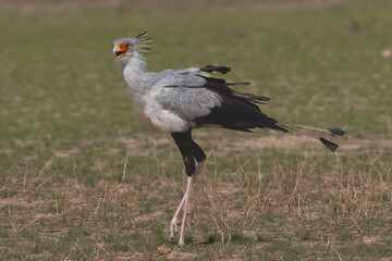 Secretarybird or secretary bird - Sagittarius serpentarius on green grass. Photo from Kgalagadi Transfrontier Park in South Africa.