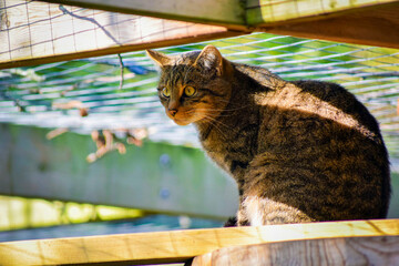 Tabby cat staring in the distance