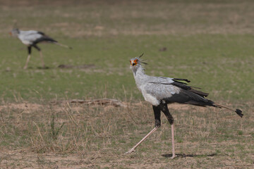 Secretarybird or secretary bird - Sagittarius serpentarius on green grass with another secretary bird in background. Photo from Kgalagadi Transfrontier Park in South Africa.