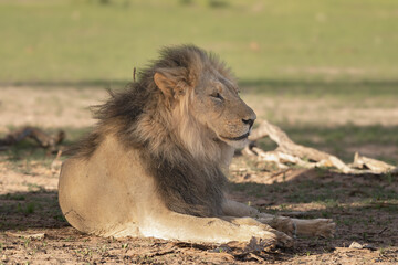Lion - Panthera leo male laying on ground and looking around. Photo from Kgalagadi Transfrontier Park in South Africa
