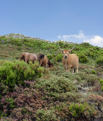 Semi-wild Peneda Geres National Park cattle