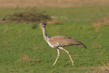Kori bustard - Ardeotis kori walking on green grass, green background. Photo from Kgalagadi Transfrontier Park in South Africa. Kori bastard is the largest flying bird.