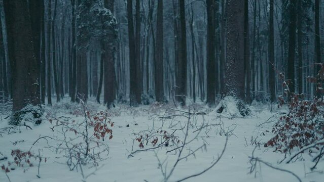 Snowy forest on a cold winter evening