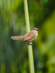 Cute grey St Helena waxbill bird perching on central stem of palm tree