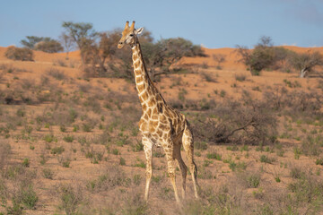 Giraffe - Giraffa camelopardalis giraffa, southern giraffe with red dunes in background. Photo from Kgalagadi Transfrontier Park in South Africa. © PIOTR