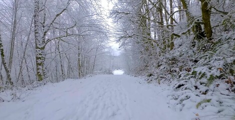 snow covered forest. snowy road in the winter forest.