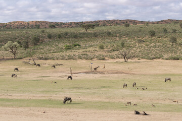 Obraz premium View of waterhole from Kalahari Tented Camp in Kgalagadi Transfrontier Park in South Africa.