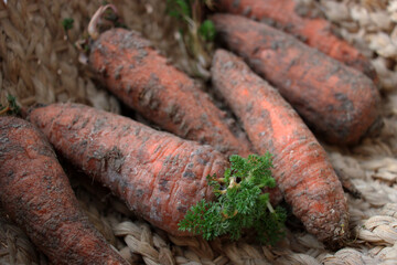 Old carrots in a basket. The idea of carrots gone bad in rustic style. Close-up image of the root of the top of an old carrot. The dried out and soft texture of expired foods is unhealthy.