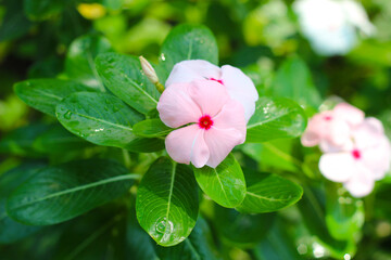 Madagascar periwinkle, Vinca, Old maid, Cayenne jasmine