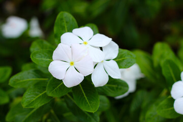 Madagascar periwinkle, Vinca, Old maid, Cayenne jasmine