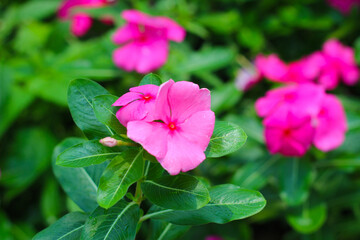 Madagascar periwinkle, Vinca, Old maid, Cayenne jasmine