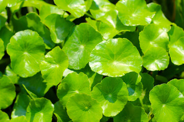 Green leaves of water pennywort water plant