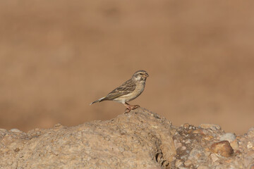 Black-throated canary, black-throated seedeater - Crithagra atrogularis on rock at light brown background. Photo from Kgalagadi Transfrontier Park in South Africa.