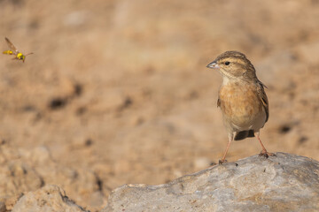 lark-like bunting - Emberiza impetuani on ground watching flying wasp at light brown background. Photo from Kgalagadi Transfrontier Park in South Africa. Copy space on left.