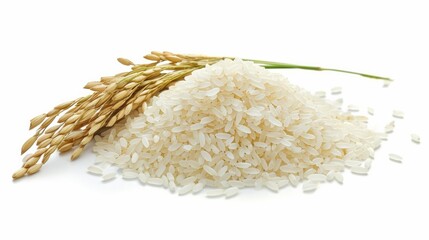 bunch of ripe rice crops isolated on white background
