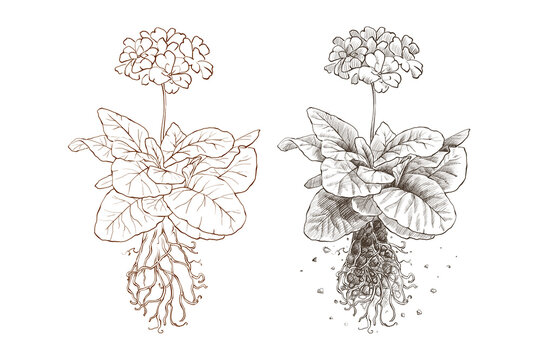 Botanical drawing of garden primrose. Sketch of a flower with leaves and roots. For the design of packaging for soil, flower fertilizers and garden products, dishes, clothing, postcards, etc. High