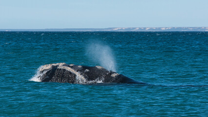 Fototapeta premium Südliche Glattwale (Eubalaena australis) vor der Küste der Peninsula Valdés, Argentinien