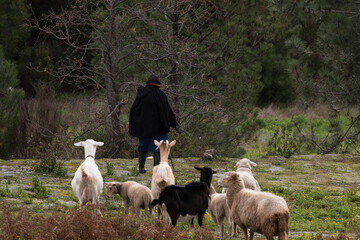 Lady shephard with her goats following her in the countryside.