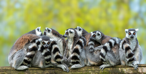 Group of ring-tailed lemurs on a wood log - obrazy, fototapety, plakaty