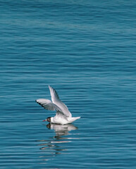 Fototapeta na wymiar High angle view of seagull landing in water