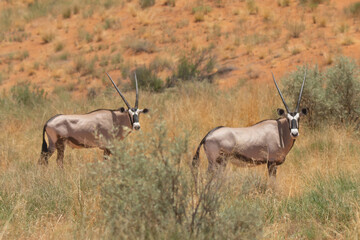Gemsboks - Oryx gazella - desert with red dunes in background. Photo from Kgalagadi Transfrontier Park in South Africa.