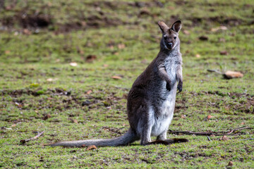 Up close with the wallaby in Tasmania, Australia
