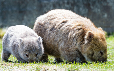 Parent and child wombats grazing in Tasmania, Australia