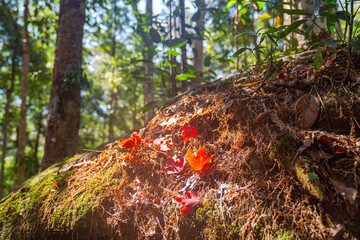 Autumn leaves change color colorful leaves Surrounded by lush trees and vibrant greenery .in spectacular scenes of nature's textures and colors..Different colors of leaves in the forest.
