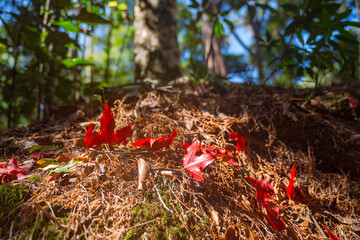 Autumn leaves change color colorful leaves Surrounded by lush trees and vibrant greenery .in spectacular scenes of nature's textures and colors..Different colors of leaves in the forest.