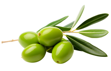 Olive png olives png olive branch png olives branch png branch of olive png branch of olives png green olive branch png green olive png Olive transparent background
