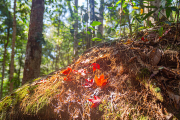 Autumn leaves change color colorful leaves Surrounded by lush trees and vibrant greenery .in spectacular scenes of nature's textures and colors..Different colors of leaves in the forest.