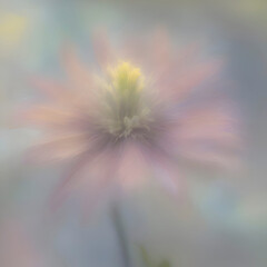 Pastel flower paintings in the impressionist style. 